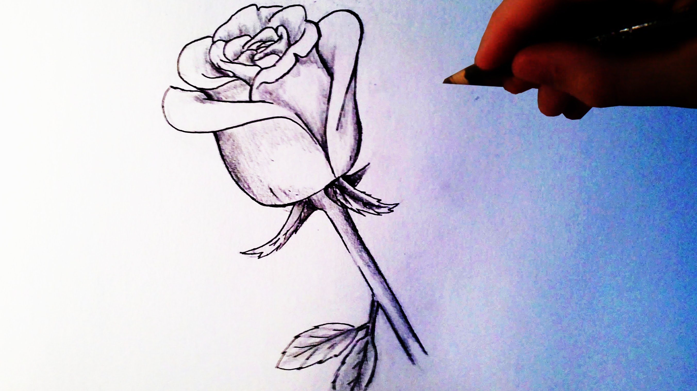 rose sketch