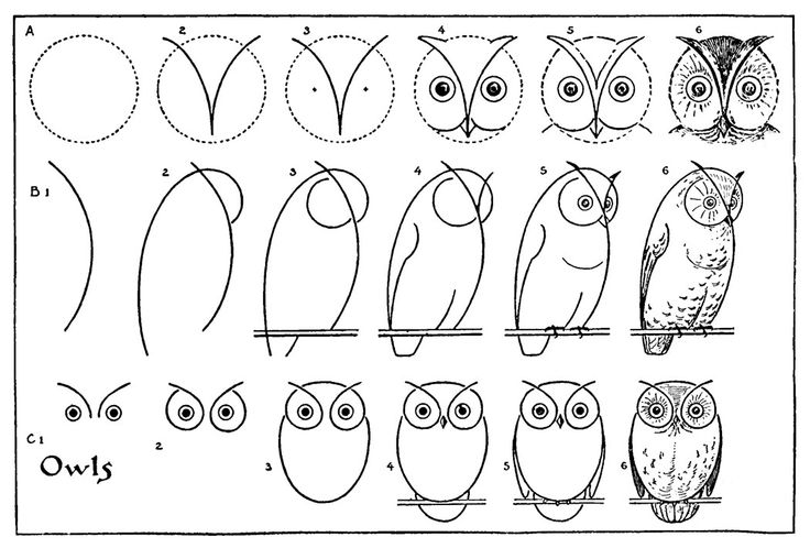 Video : How to Draw an Owl, For Kids | Local Santa Cruz